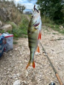 European Perch