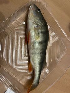 European Perch