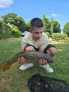 Common Carp