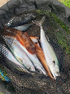 Grey Gurnard