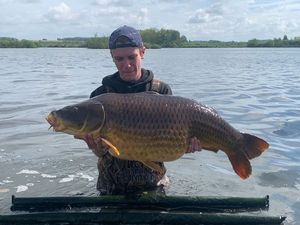 Common Carp