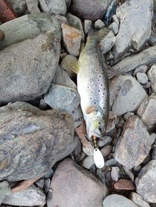 Brown Trout