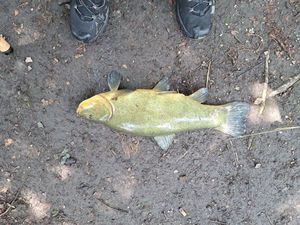 Tench