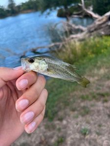 Largemouth Bass