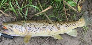Brown Trout