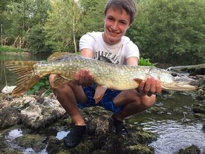 Chain Pickerel