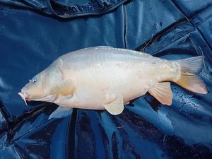 Mirror Carp