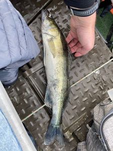 Zander