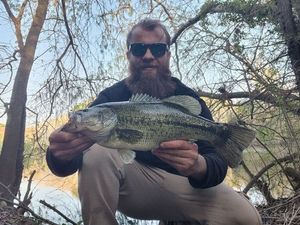 Largemouth Bass