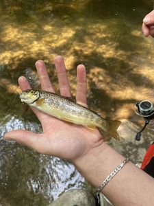 Brown Trout