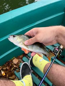 European Perch