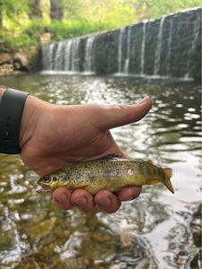 Brown Trout