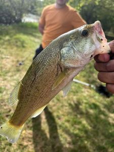 Largemouth Bass