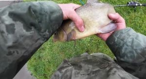 Tench