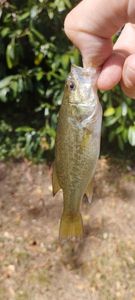 Largemouth Bass