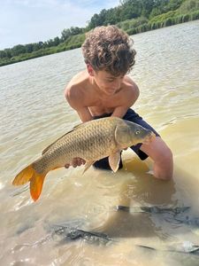 Common Carp