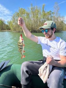 European Perch