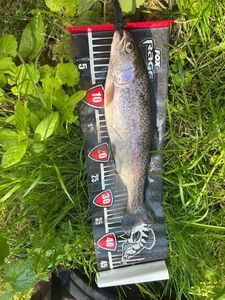 Rainbow Trout