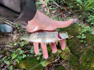Brown Trout