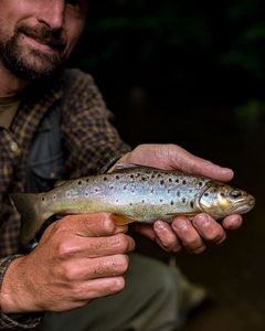Brown Trout