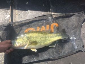 Largemouth Bass