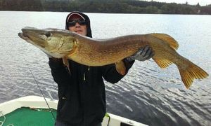 Northern Pike