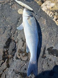 European Bass (Seabass)