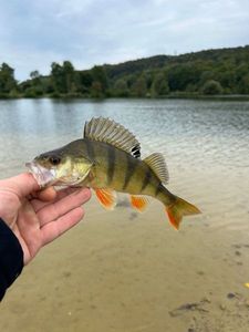 European Perch