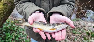 Brown Trout