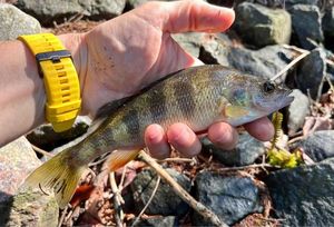 Yellow Perch