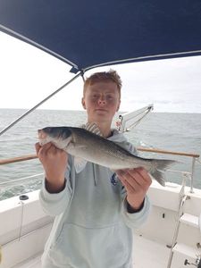 European Bass (Seabass)