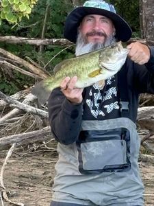 Largemouth Bass