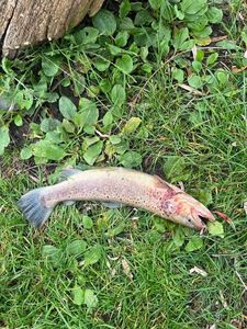 Brown Trout
