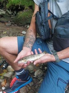 Brown Trout