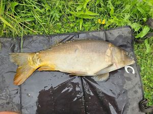 Leather Carp