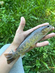 Brown Trout