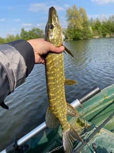 Northern Pike