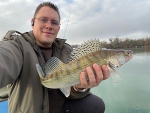 Zander