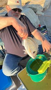 Dolphinfish