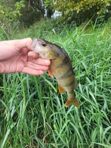European Perch