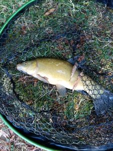 Tench