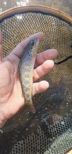 Brown Trout