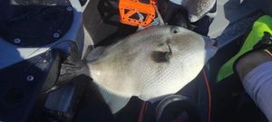 Triggerfish