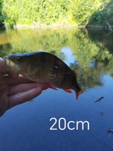 European Perch