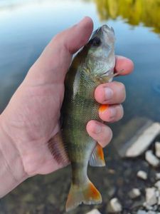 European Perch