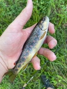Brown Trout