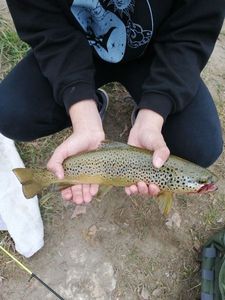 Brown Trout