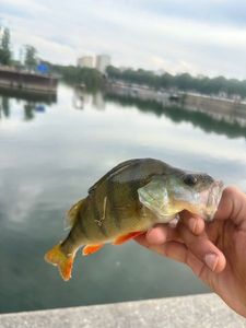 European Perch