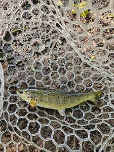 Brown Trout