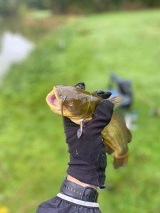 Black Bullhead